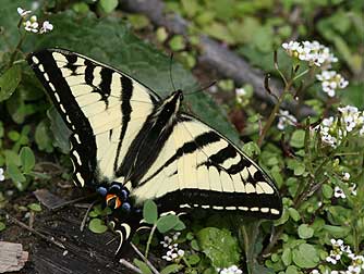 Picture of a Western tiger swallowtail butterfly or Papilio rutulus, puddling