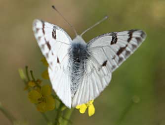 Western white butterfly picture - male