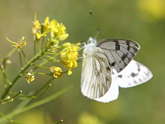 Western white butterfly nectaring on western wallflower mustard