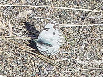 Western white butterfly picture - female