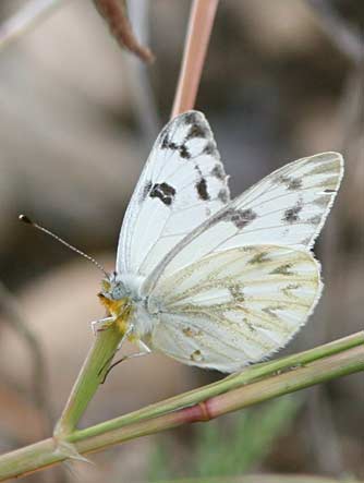 Western white butterfly - Pontia occidentalis