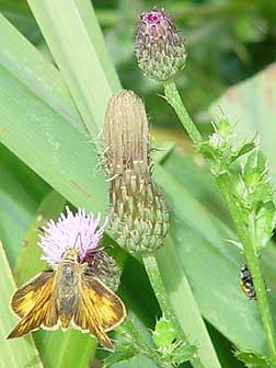 Woodland skipper butterfly picture