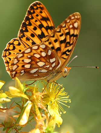 Zerene Fritillary Butterfly