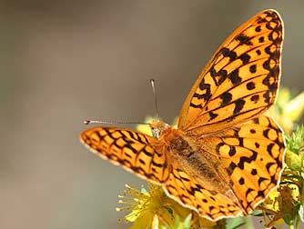 Zerene Fritillary Butterfly picture - Speyeria zerene picta