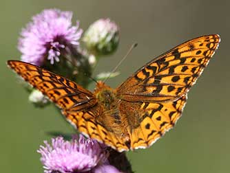 Picture of Zerene Fritillary Butterfly nectaring