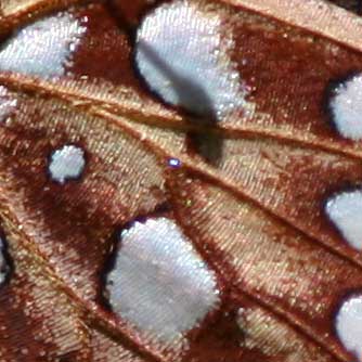 Silvered spots on a fritillary butterfly