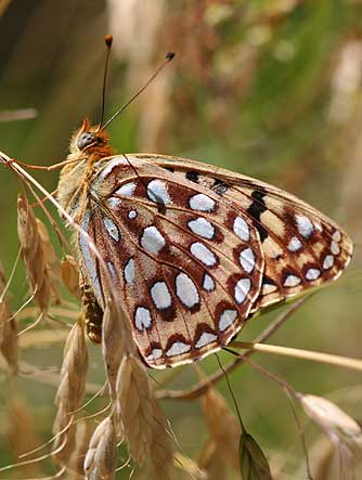 Zerene Fritillary butterfly basking