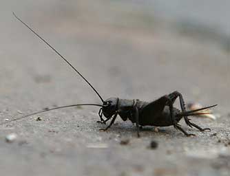 black-field-cricket.jpg