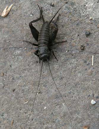 Black Field Cricket picture