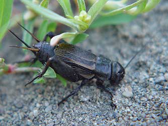 Picture of a female black field cricket