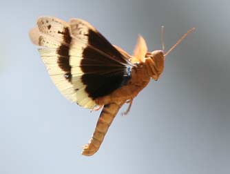 Carolina grasshopper or Dissosteira carolina picture