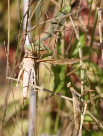 Carolina grasshopper and mantids