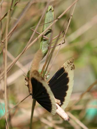 Carolina grasshopper caught by a praying mantis