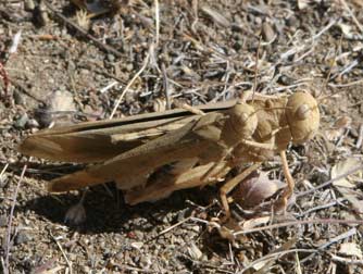 Carolina grasshoppers mating