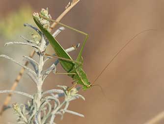 Scudder's fork-tailed bush katydid pictures