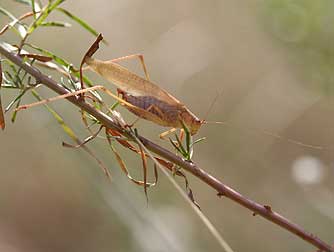 Picture of male fork-tailed bush katydid