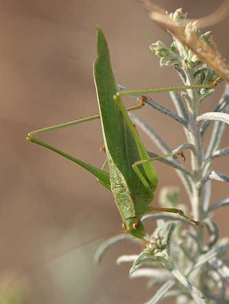 Scudder's forked-tail bush katydid picture