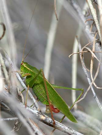 Picture of a bush katydid with spermataphore