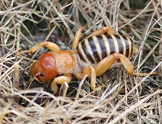 Jeusalem cricket female