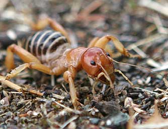 Jeusalem cricket female