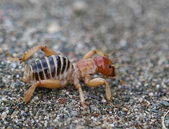 Jeusalem cricket crossing a sandy road