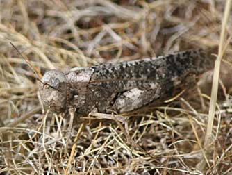 Red-winged grasshopper or Arphia pseudonietana picture