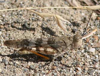 Say's grasshopper or Spharagemon equale picture