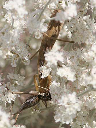 Tan praying mantis eating a mormon cricket ambushed from snow buckwheat