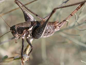 Picture of female coulee cricket with sickle keel