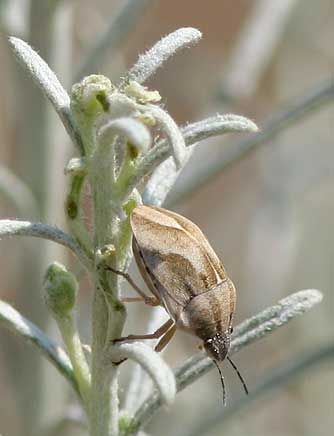 Shield-backed bug picture