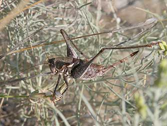Coulee cricket or Anabrus longipes pictures