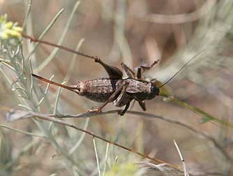 Picture of a coulee cricket in gray rabbitbrush