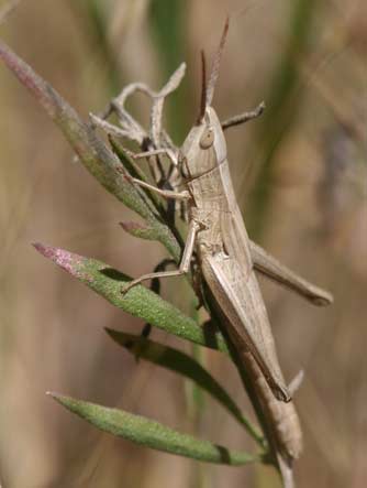 Short-winged toothpick grasshopper or Pseudopomala brachyptera picture