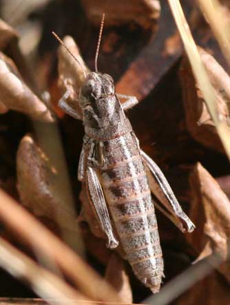 Slow mountain wingless grasshopper or Bradynotes obesa picture
