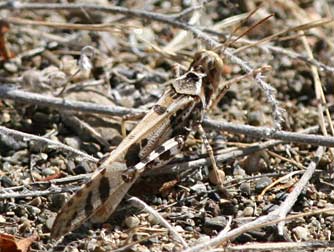 Spurcate grasshopper or Dissosteira spurcata picture