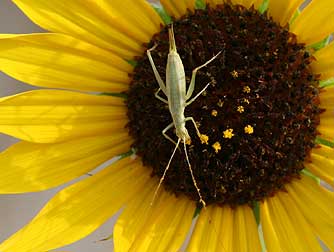 Tree cricket pictures