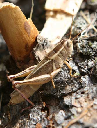 Two-striped grasshopper or Melanoplus bivittatus picture