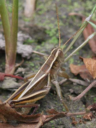 Two-striped grasshoppers or Melanoplus bivittatus mating