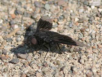Bee fly or bombyliid picture