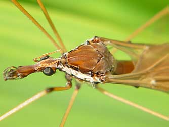 Giant crane fly