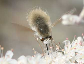 Picture of a Gray Bee Fly nectaring on snow buckwheat - Anastoechus barbatus
