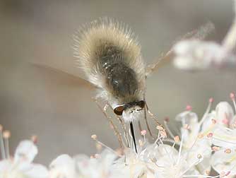 Picture of a gray bee fly nectaring on snow buckwheat - Anastoechus barbatus