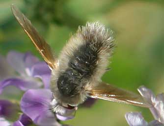 Picture of a gray bee fly nectaring on alfalfa - Anastoechus barbatus