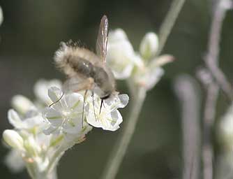 Picture of a gray bee fly nectaring on snow buckwheat - Anastoechus barbatus