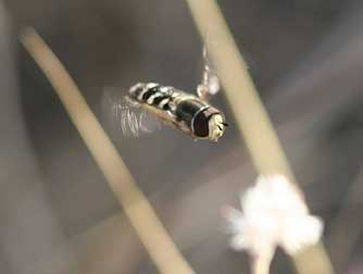 Hover fly picture