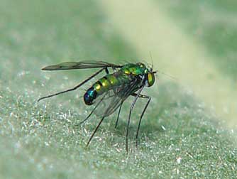 Long-legged fly - genus Condylostylus