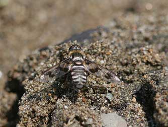 Progressive Bee Fly picture