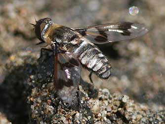 Progressive bee fly pictures and information
