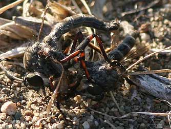 Robber flies mating