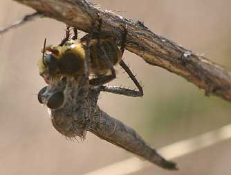 Robber fly picture - sucking juices from a captured bee - diptera